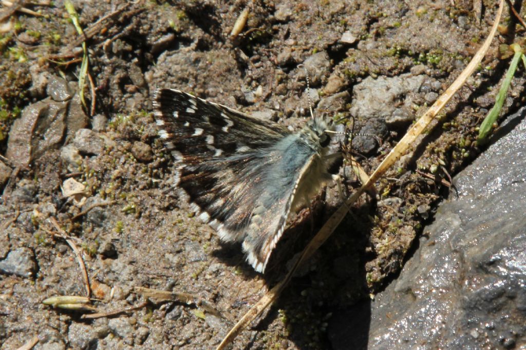 Alcune specie che non ho trovato in galleria